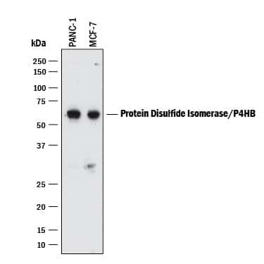 PDI Antibody in Western Blot (WB)