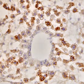 SAA4 Antibody in Immunohistochemistry (Frozen) (IHC (F))