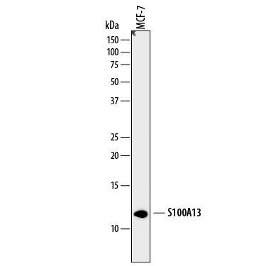S100A13 Antibody in Western Blot (WB)