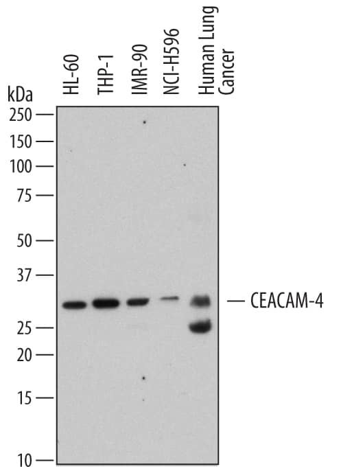 CEACAM4 Antibody in Western Blot (WB)