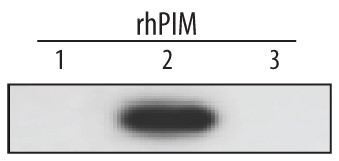 PIM2 Antibody in Western Blot (WB)