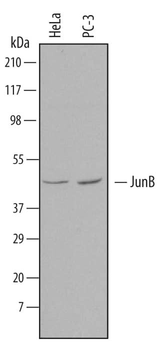 JunB Antibody in Western Blot (WB)