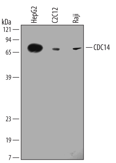 Cdc14A Antibody in Western Blot (WB)