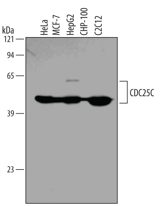 CDC25C Antibody in Western Blot (WB)