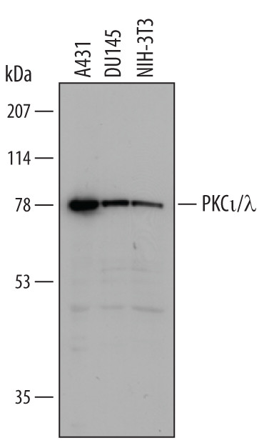 PKC lambda/iota Antibody in Western Blot (WB)