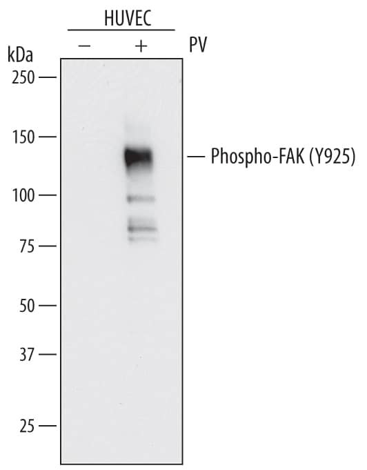 Phospho-FAK (Tyr925) Antibody in Western Blot (WB)