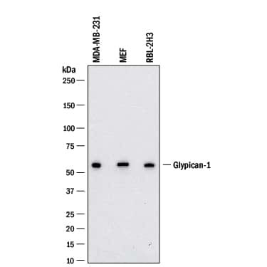 Glypican 1 Antibody in Western Blot (WB)