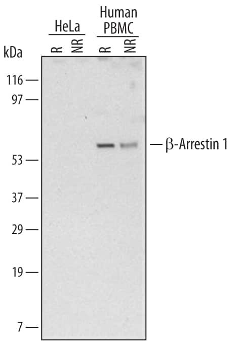 beta Arrestin 1 Antibody in Western Blot (WB)