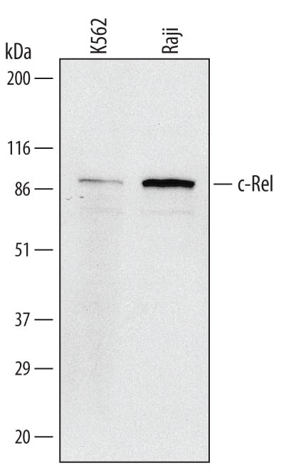 c-Rel Antibody in Western Blot (WB)