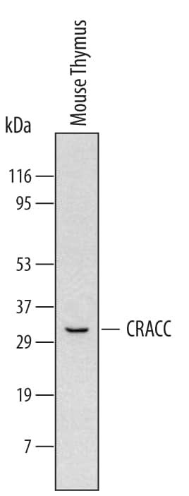 CRACC Antibody in Western Blot (WB)