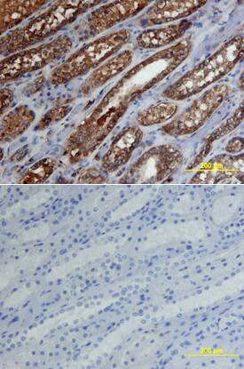 Aminopeptidase O Antibody in Immunohistochemistry (Paraffin) (IHC (P))