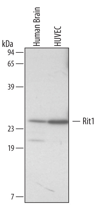 RIT1 Antibody in Western Blot (WB)