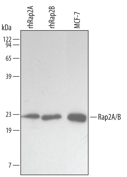 RAP2A/RAP2B Antibody in Western Blot (WB)