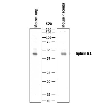 Ephrin B1 Antibody in Western Blot (WB)