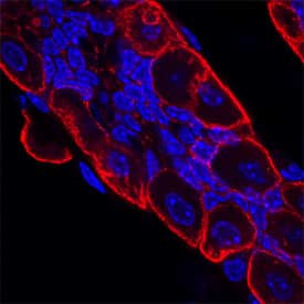 VSIG2 Antibody in Immunohistochemistry (Frozen) (IHC (F))