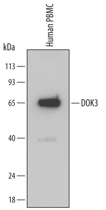 DOK3 Antibody in Western Blot (WB)