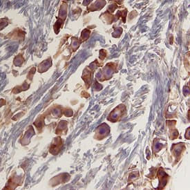 CYR61 Antibody in Immunohistochemistry (Frozen) (IHC (F))