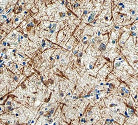 LRRTM3 Antibody in Immunohistochemistry (Paraffin) (IHC (P))