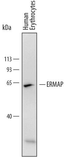 ERMAP Antibody in Western Blot (WB)