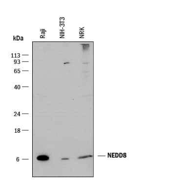 NEDD8 Antibody in Western Blot (WB)
