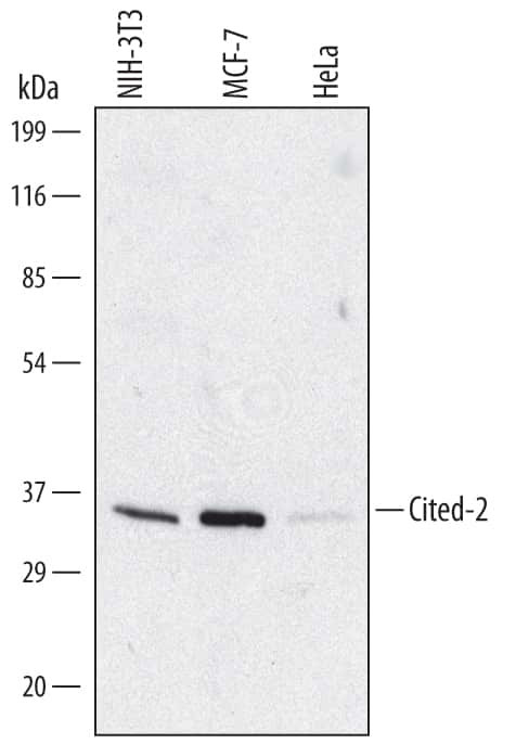 CITED2 Antibody in Western Blot (WB)
