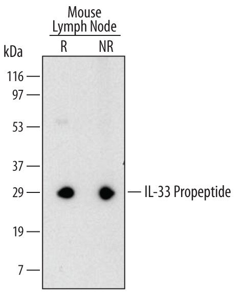 pro-IL-33 Antibody in Western Blot (WB)