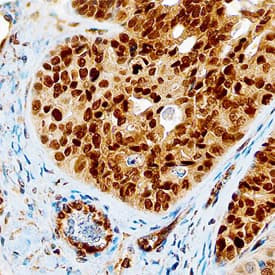 MSX1 Antibody in Immunohistochemistry (Paraffin) (IHC (P))