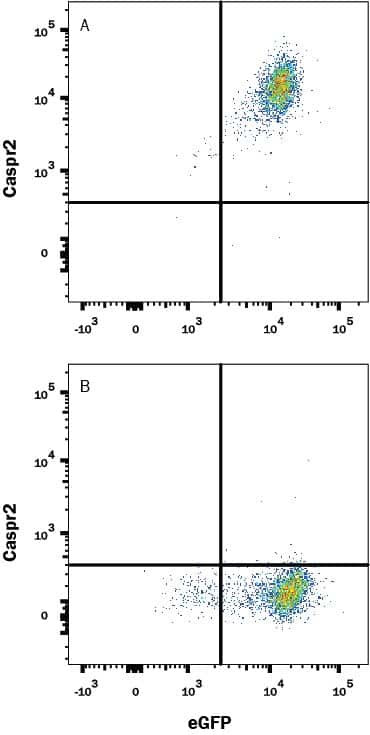 Caspr2 Antibody in Flow Cytometry (Flow)