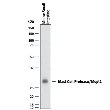 MCPT-1 Antibody in Western Blot (WB)