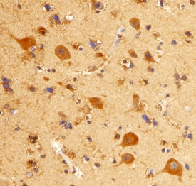 mGluR8 Antibody in Immunohistochemistry (Paraffin) (IHC (P))
