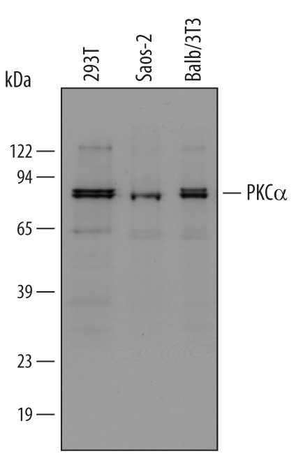 PKC alpha Antibody in Western Blot (WB)