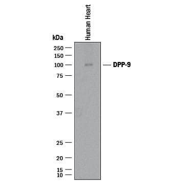 DPP9 Antibody in Western Blot (WB)