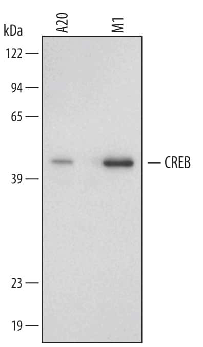 CREB Antibody in Western Blot (WB)