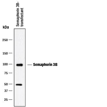SEMA3B Antibody in Western Blot (WB)