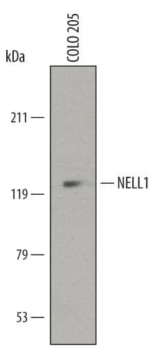 NELL1 Antibody in Western Blot (WB)