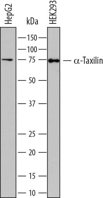 TXLNA Antibody in Western Blot (WB)