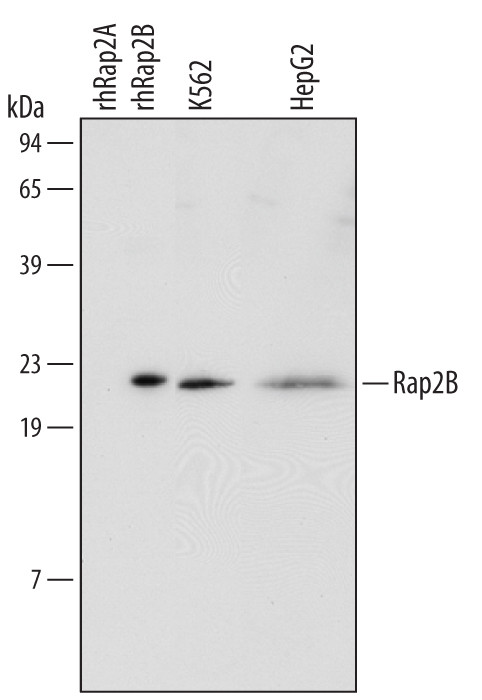 RAP2B Antibody in Western Blot (WB)