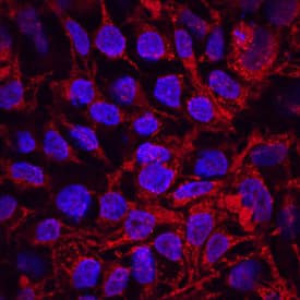 GDF3 Antibody in Immunocytochemistry (ICC/IF)