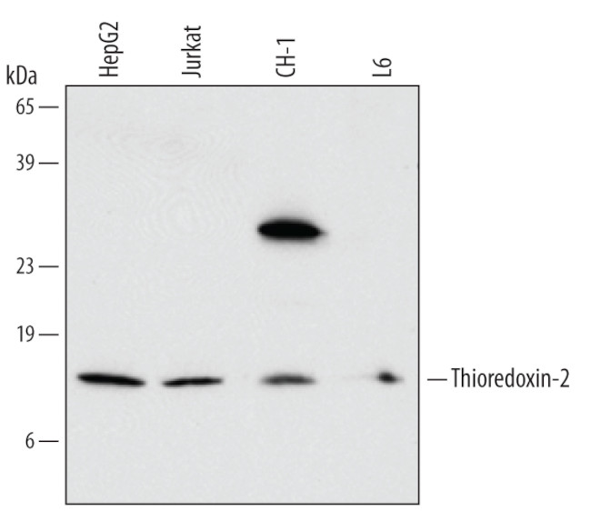 Thioredoxin 2 Antibody in Western Blot (WB)