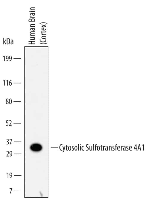 SULT4A1 Antibody in Western Blot (WB)