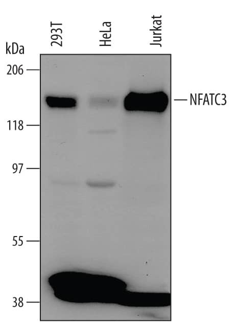 NFATC3 Antibody in Western Blot (WB)