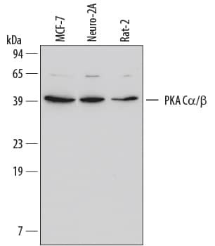 PKA C alpha/beta Antibody in Western Blot (WB)