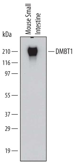 GP340 Antibody in Western Blot (WB)