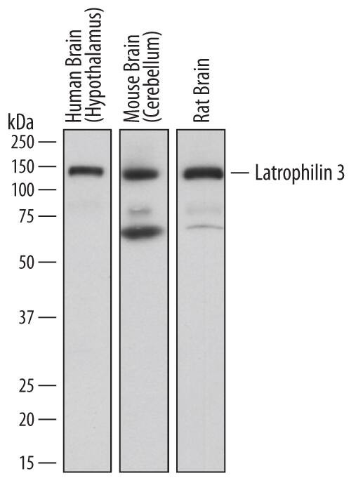 LPHN3 Antibody in Western Blot (WB)