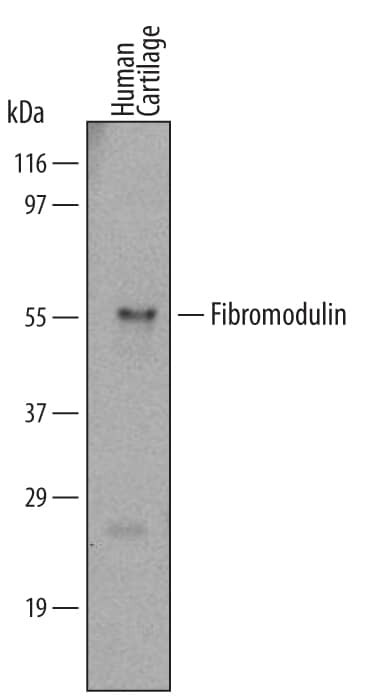 Fibromodulin Antibody in Western Blot (WB)