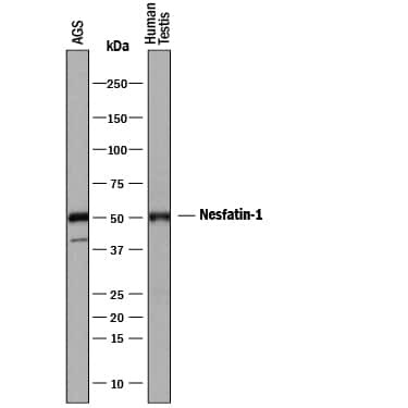 NUCB2 Antibody in Western Blot (WB)