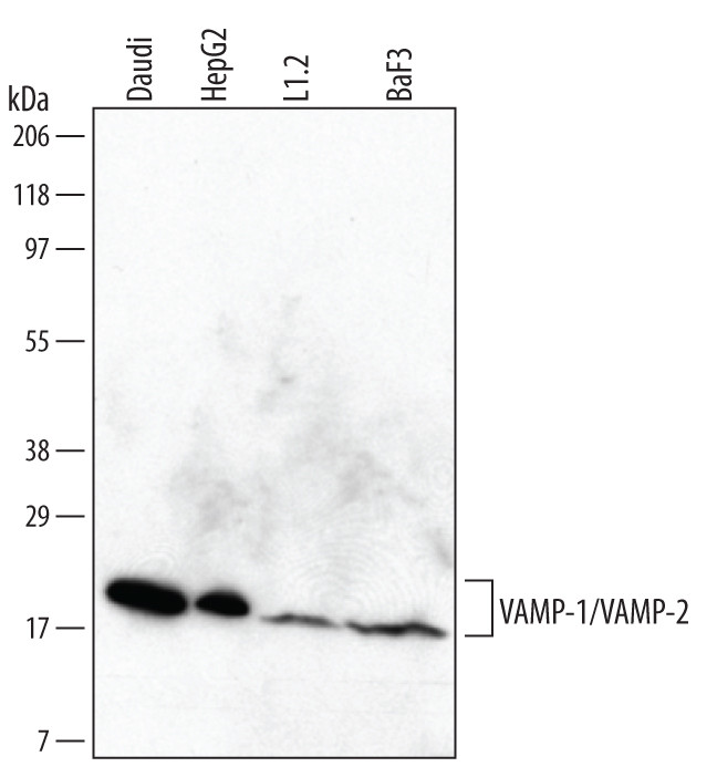 VAMP1/VAMP2 Antibody in Western Blot (WB)