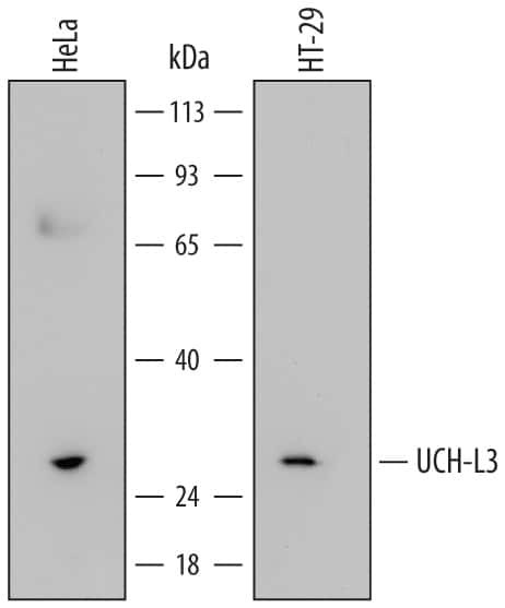 UCHL3 Antibody in Western Blot (WB)