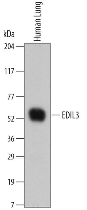 EDIL3 Antibody in Western Blot (WB)