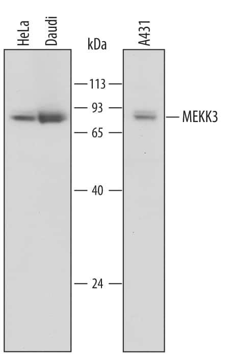 MEKK3 Antibody in Western Blot (WB)